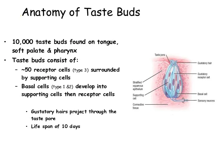 Anatomy of Taste Buds. 10,000 taste buds found on tongue,