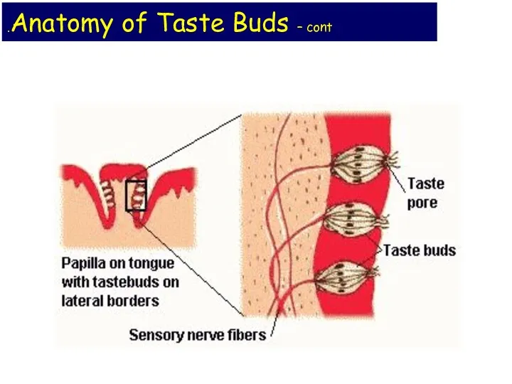 Anatomy of Taste Buds – cont.