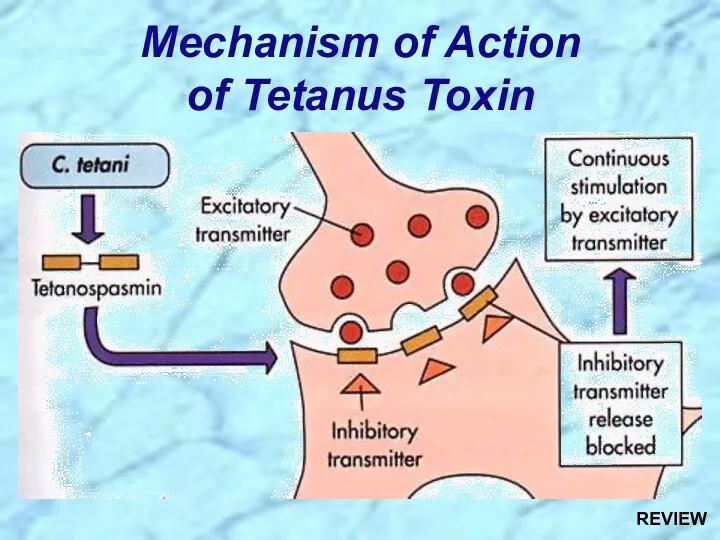 Mechanism of Action of Tetanus Toxin REVIEW