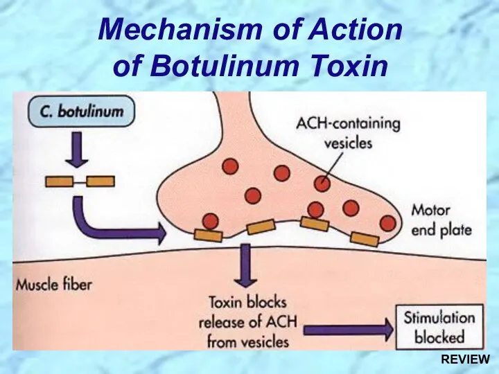 Mechanism of Action of Botulinum Toxin REVIEW