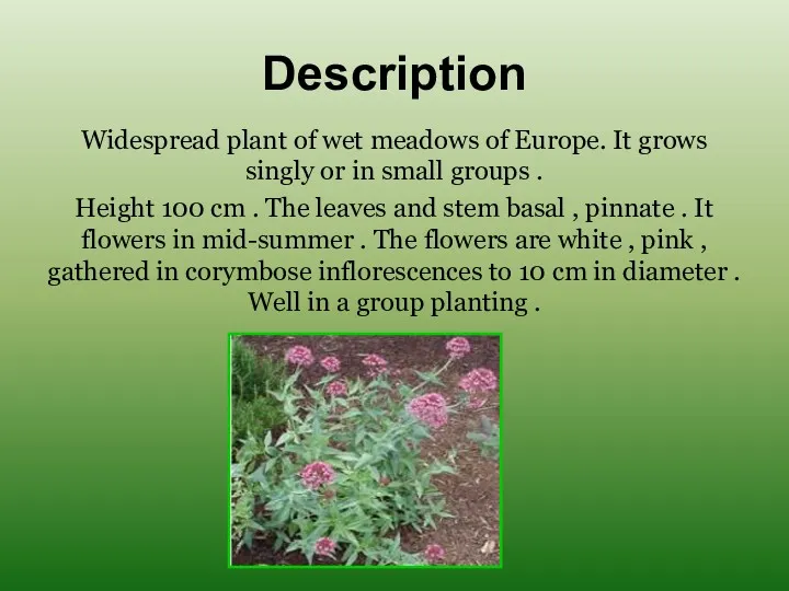 Description Widespread plant of wet meadows of Europe. It grows