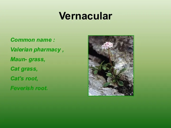 Common name : Valerian pharmacy , Maun- grass, Cat grass, Cat's root, Feverish root. Vernacular