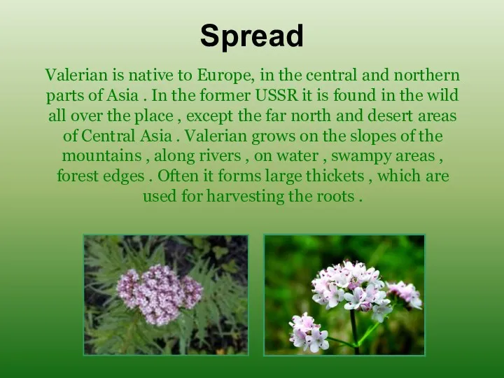 Spread Valerian is native to Europe, in the central and