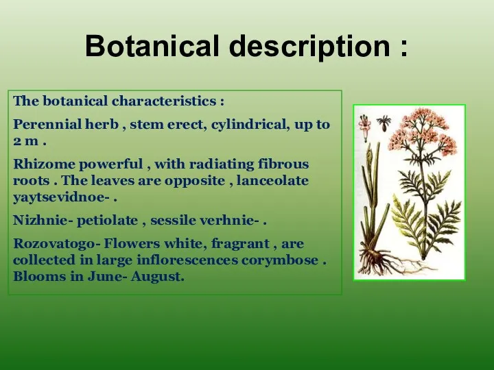 The botanical characteristics : Perennial herb , stem erect, cylindrical,