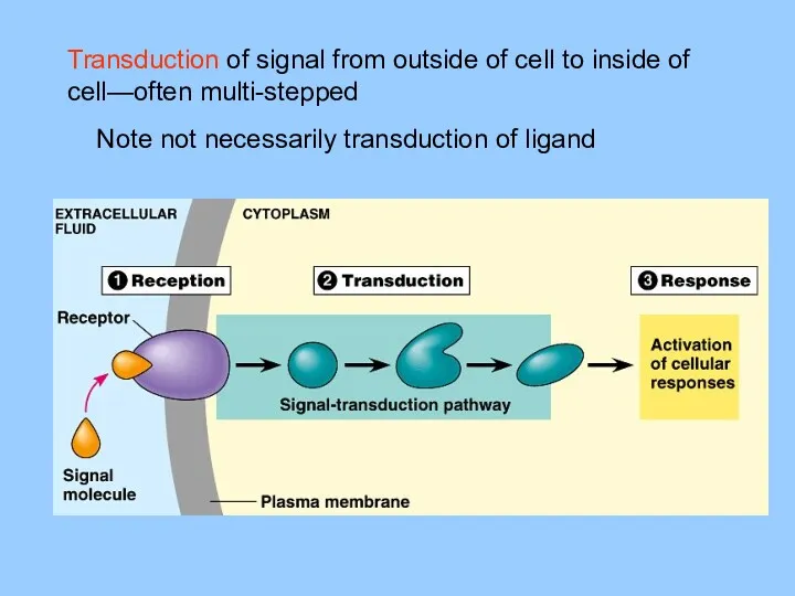 Transduction of signal from outside of cell to inside of