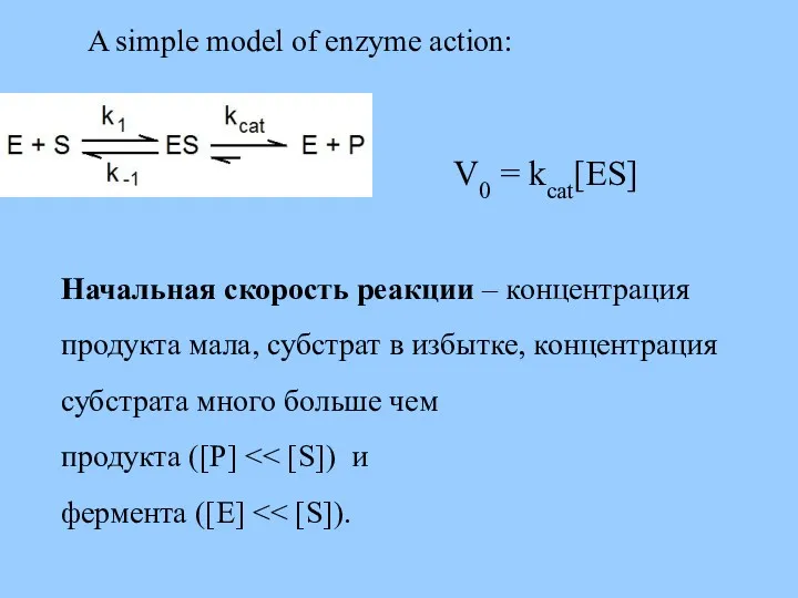 A simple model of enzyme action: V0 = kcat[ES] Начальная