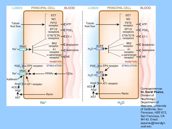 Correspondence: Dr. David Pearce, Division of Nephrology, Department of Medicine,