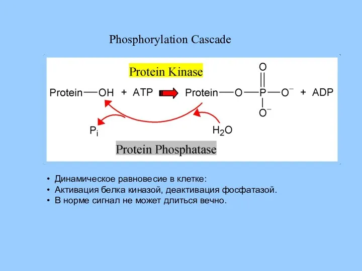 Динамическое равновесие в клетке: Активация белка киназой, деактивация фосфатазой. В