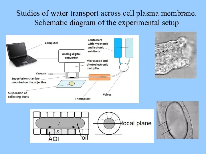 Studies of water transport across cell plasma membrane. Schematic diagram of the experimental setup