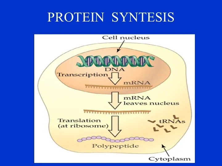 PROTEIN SYNTESIS