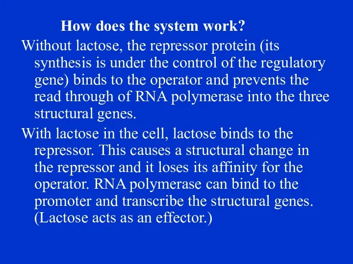 How does the system work? Without lactose, the repressor protein (its synthesis is