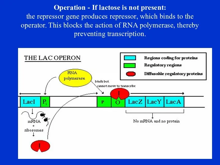 Operation - If lactose is not present: the repressor gene produces repressor, which