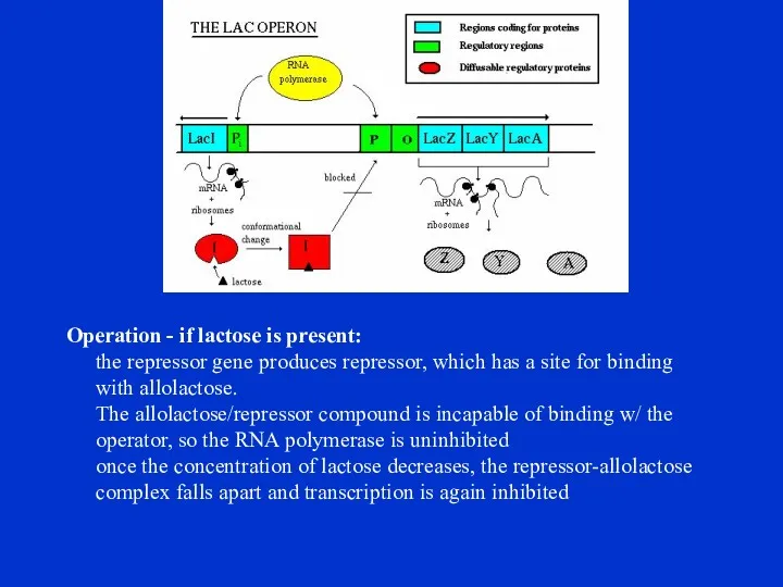 Operation - if lactose is present: the repressor gene produces repressor, which has