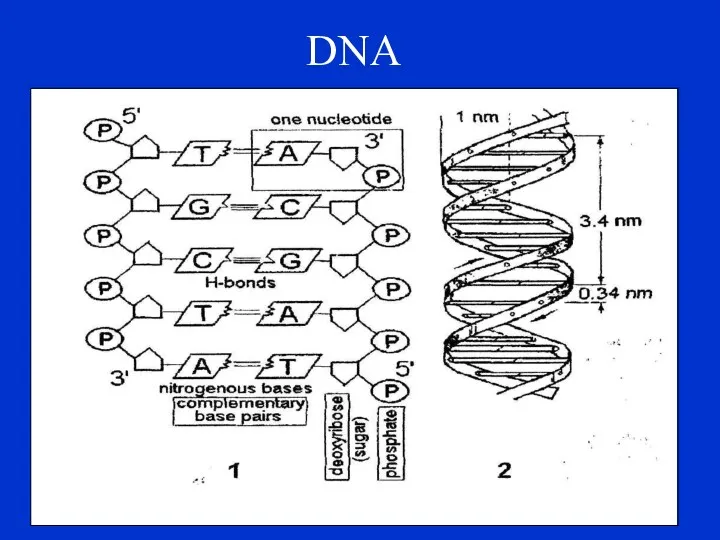 DNA The largest and most complex level is the biosphere. The smallest level
