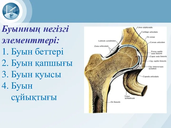 Буынның негізгі элементтері: 1. Буын беттері 2. Буын қапшығы 3. Буын қуысы 4. Буын сұйықтығы