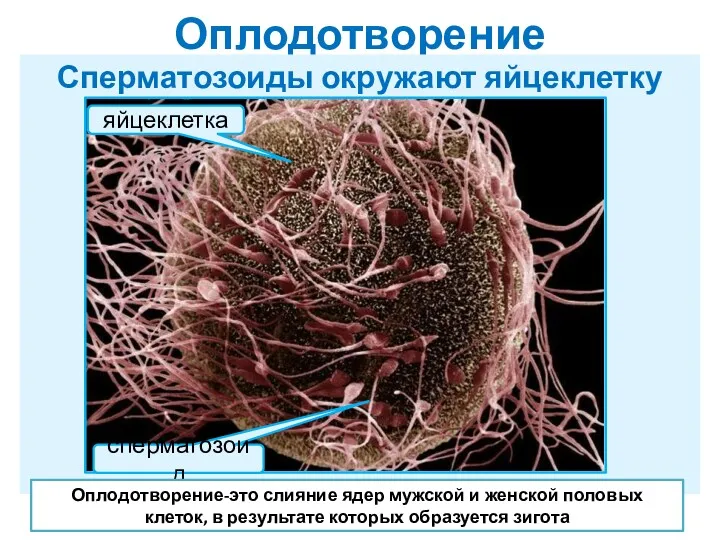 Оплодотворение Сперматозоиды окружают яйцеклетку яйцеклетка сперматозоид Оплодотворение-это слияние ядер мужской