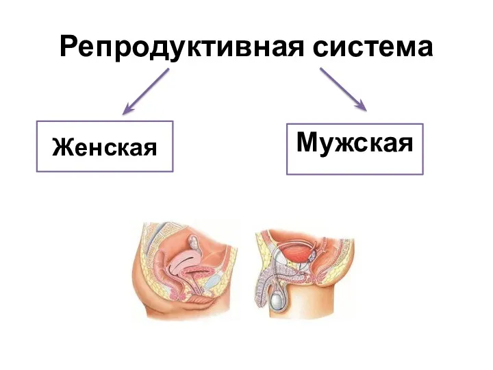 Репродуктивная система Женская Мужская