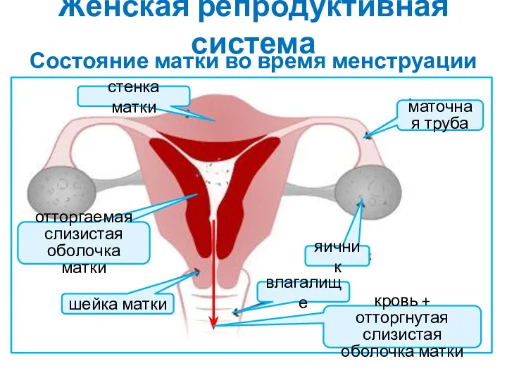 Женская репродуктивная система Состояние матки во время менструации стенка матки