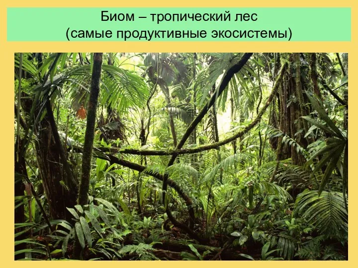 Биом – тропический лес (самые продуктивные экосистемы)