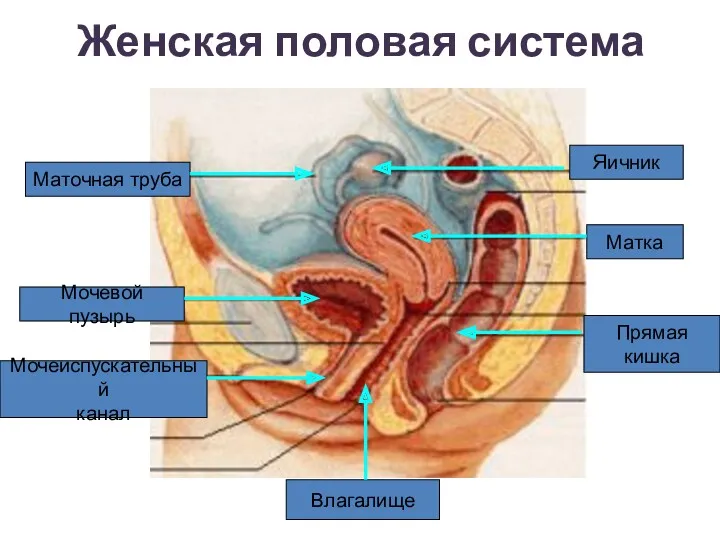 Женская половая система Яичник Маточная труба Матка Мочевой пузырь Мочеиспускательный канал Влагалище Прямая кишка