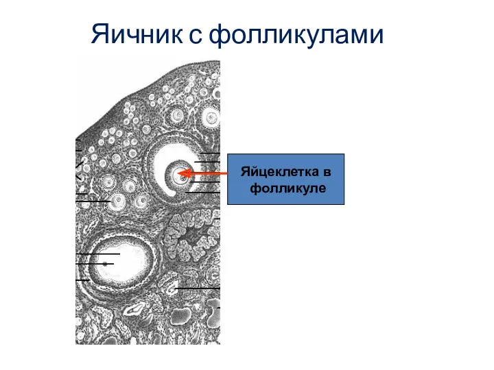 Яичник с фолликулами Яйцеклетка в фолликуле