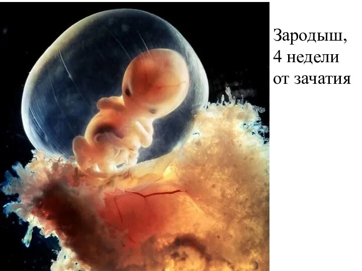 Зародыш, 4 недели от зачатия