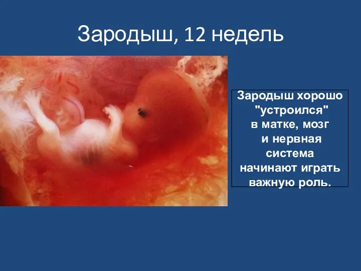 Зародыш, 12 недель Зародыш хорошо "устроился" в матке, мозг и нервная система начинают играть важную роль.