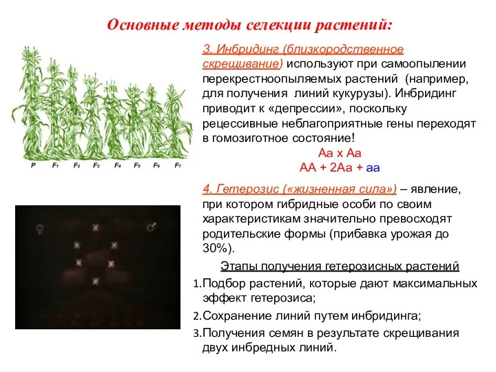 3. Инбридинг (близкородственное скрещивание) используют при самоопылении перекрестноопыляемых растений (например,