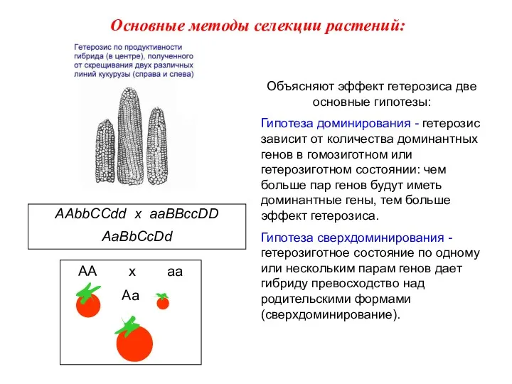 AAbbCCdd x aaBBccDD AaBbCcDd Объясняют эффект гетерозиса две основные гипотезы: