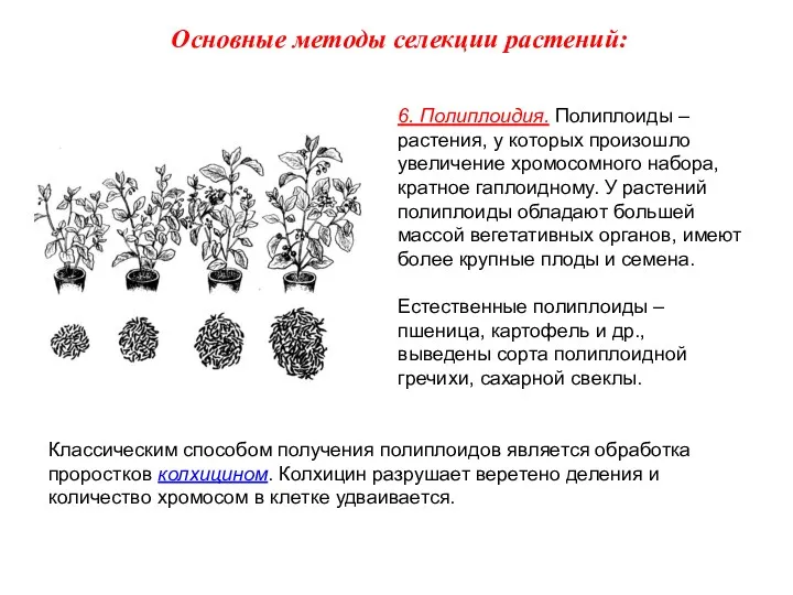 6. Полиплоидия. Полиплоиды – растения, у которых произошло увеличение хромосомного