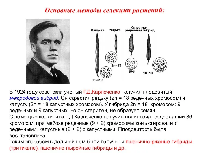 В 1924 году советский ученый Г.Д.Карпеченко получил плодовитый межродовой гибрид.