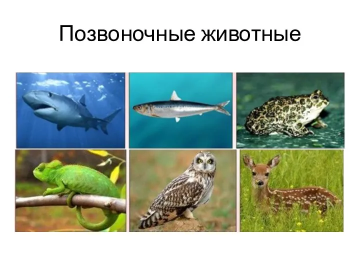 Позвоночные животные