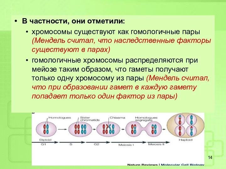 В частности, они отметили: хромосомы существуют как гомологичные пары (Мендель считал, что наследственные
