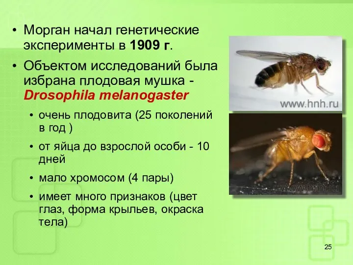 Морган начал генетические эксперименты в 1909 г. Объектом исследований была