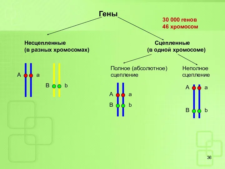 А a B b Гены Несцепленные Сцепленные (в разных хромосомах) (в одной хромосоме)