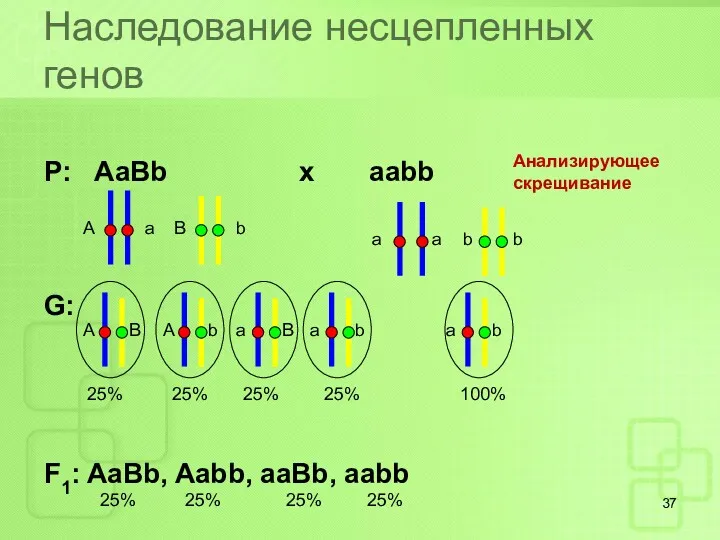 Наследование несцепленных генов Р: AaBb x aabb G: F1: AaBb, Aabb, aaBb, aabb