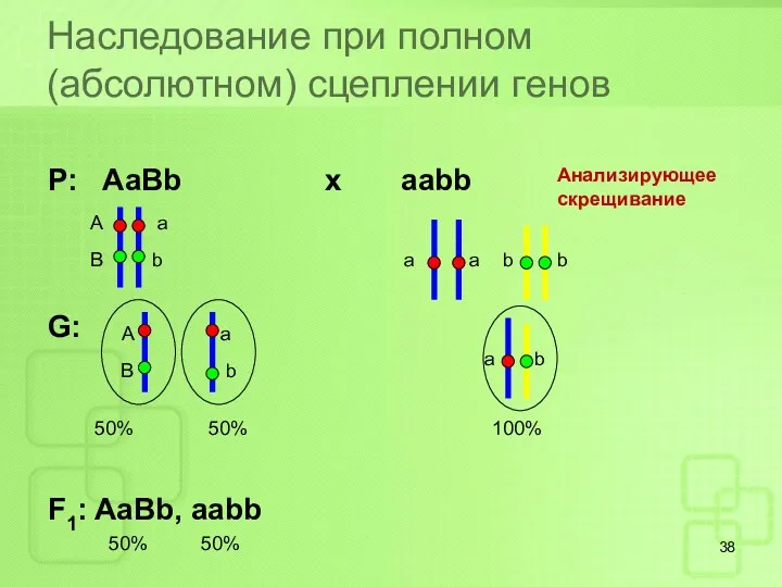 Наследование при полном (абсолютном) сцеплении генов Р: AaBb x aabb G: F1: AaBb,