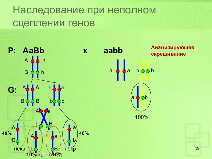 Наследование при неполном сцеплении генов Р: AaBb x aabb G: А a B