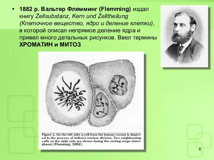 1882 р. Вальтер Флемминг (Flemming) издал книгу Zellsubstanz, Kern und Zelltheilung (Клеточное вещество,