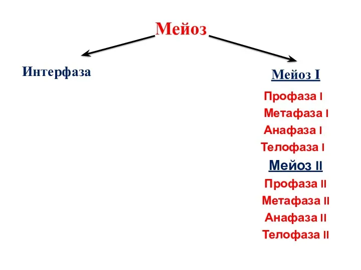 Мейоз Интерфаза Мейоз I Профаза I Метафаза I Анафаза I