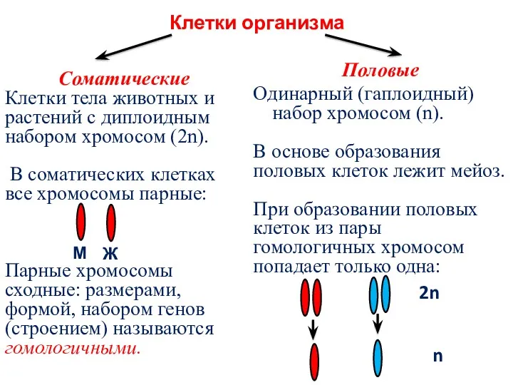 Клетки организма Соматические Клетки тела животных и растений с диплоидным