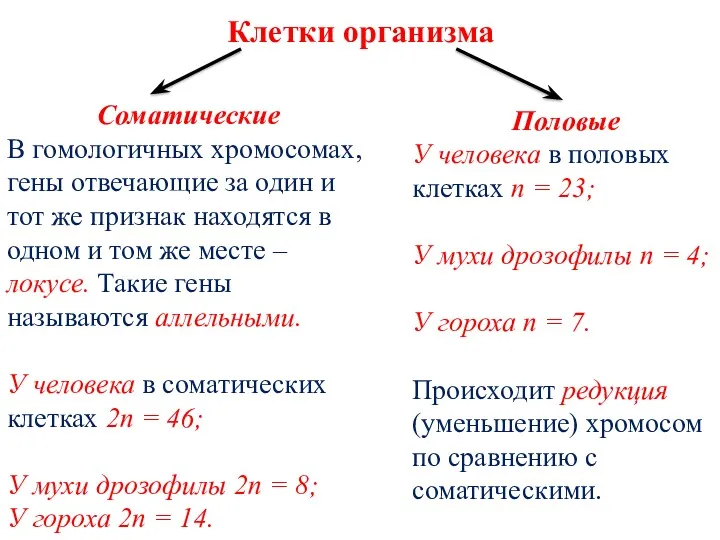 Клетки организма Соматические В гомологичных хромосомах, гены отвечающие за один