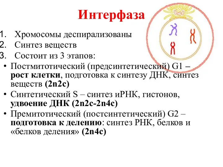 Интерфаза Хромосомы деспирализованы Синтез веществ Состоит из 3 этапов: Постмитотический