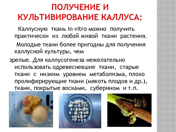 ПОЛУЧЕНИЕ И КУЛЬТИВИРОВАНИЕ КАЛЛУСА: Каллусную ткань in vitro можно получить