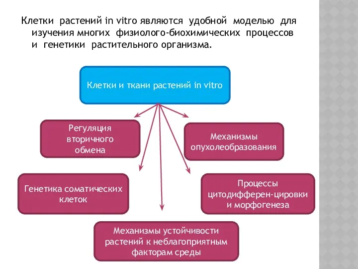 Клетки растений in vitro являются удобной моделью для изучения многих