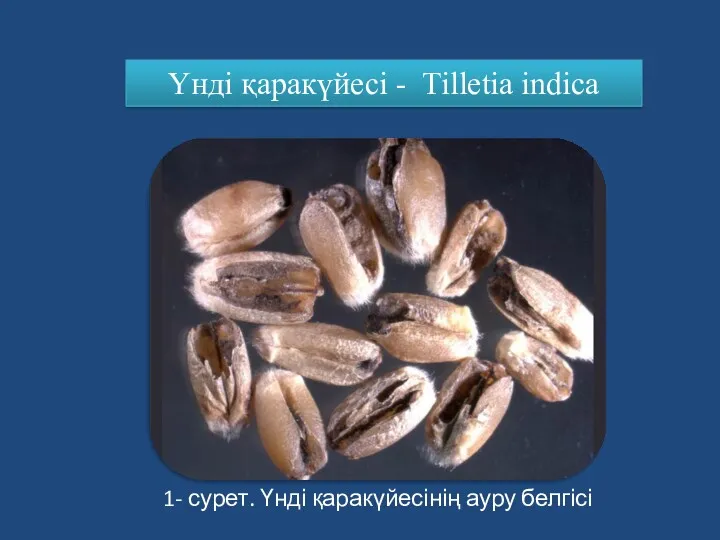 Үнді қаракүйесі - Tilletia indica 1- сурет. Үнді қаракүйесінің ауру белгісі