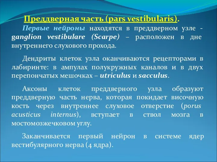 Преддверная часть (pars vestibularis). Первые нейроны находятся в преддверном узле