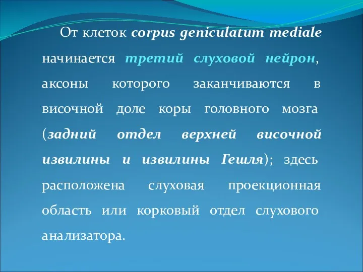 От клеток corpus geniculatum mediale начинается третий слуховой нейрон, аксоны