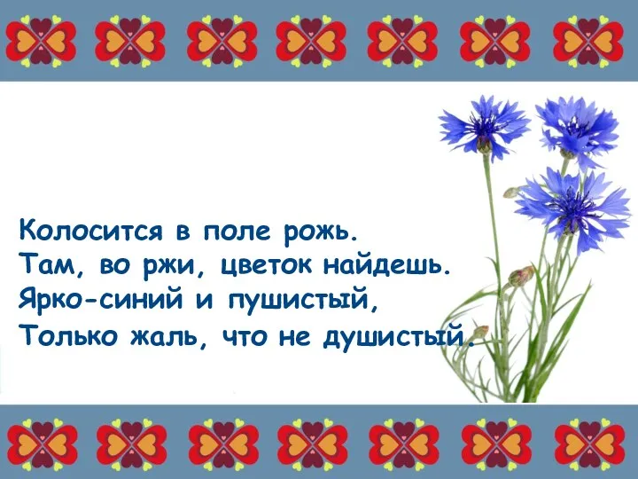 Колосится в поле рожь. Там, во ржи, цветок найдешь. Ярко-синий