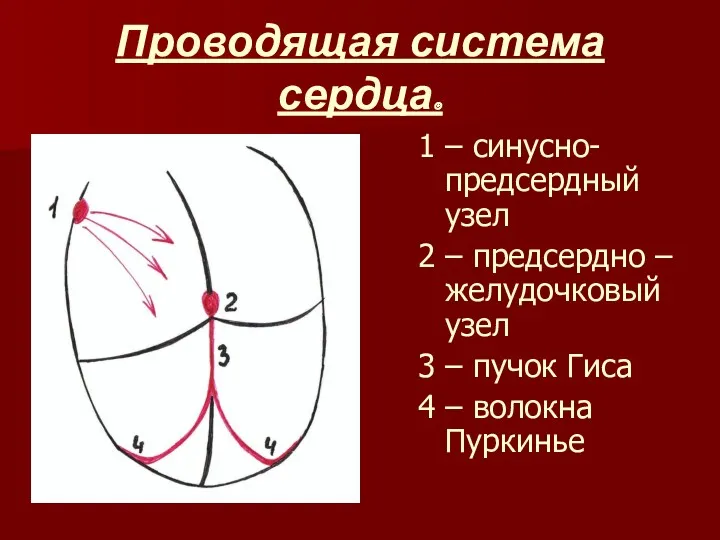 Проводящая система сердца. 1 – синусно-предсердный узел 2 – предсердно